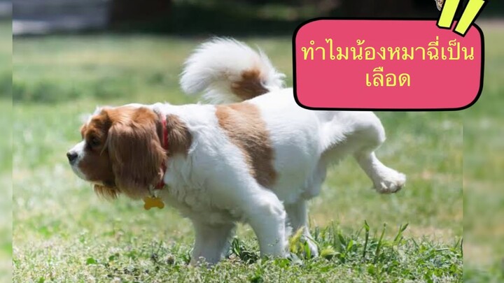 มากกว่าที่เห็น !! สุนัขฉี่เป็นเลือด สุนัขฉี่มีเลือดปน เกิดจากอะไร by Thai Pet Academy