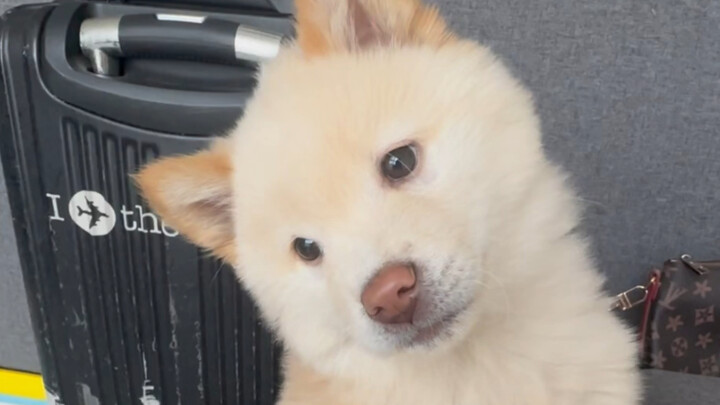 ฉันไม่ใช่หมาชิบะสีขาว ฉันเป็นหมาพันธุ์พื้นเมืองตัวเล็กต่างหาก!