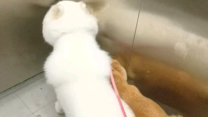 น้องหมาขี้กลัว เลยซุกหัวเข้าไปในมุมลิฟต์หวั่นจะถูกคนไม่ชอบใจ