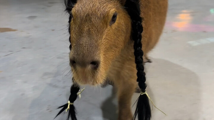 What do little animals look like when they wear wigs!