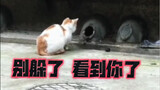 猫：鼠老弟，你对我的速度一无所知！