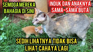 Induk Kucing Buta Mengurus Anaknya Yang Buta Part 2 Ini Kondisinya Sekarang..!
