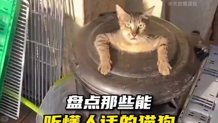 Daftar Kucing dan Anjing yang Bisa Mengerti Bahasa Manusia