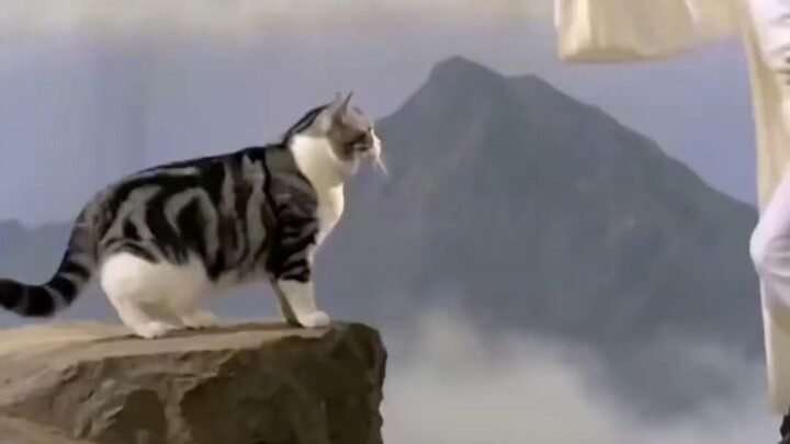 Cat: I’m not going to hold back anymore (the increasingly uncouth version)