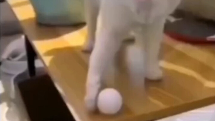 The kitty is about to cry from anxiety.