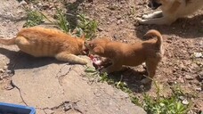 Gentle Meow👍🏼