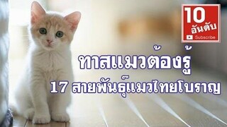 17 แมวสายพันธุ์ไทยแท้ ตามตำราไทยโบราณ เอาใจทาสแมว