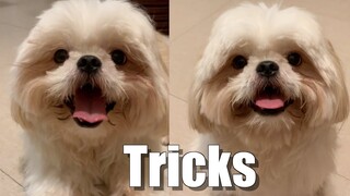 My Dog Can't Forget His Tricks | Cute & Funny Shih Tzu Dog Video