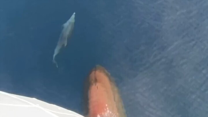 Những chú cá heo rượt theo tàu thủy chơi đùa rất vui, liệu chúng còn đủ sức để bơi trở về không?