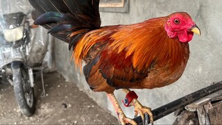 2nd Fight Standard Bantam 7months malaki ng konti ang kalaban ( Unscratched🤫) #Bantameros
