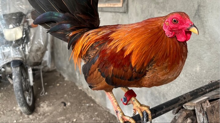 2nd Fight Standard Bantam 7months malaki ng konti ang kalaban ( Unscratched🤫) #Bantameros