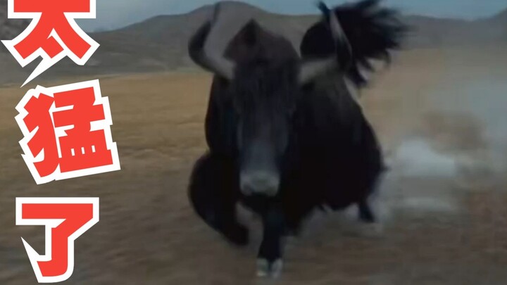This oppressive feeling! A man was chased by wild yaks while driving his car. Netizens: It's too fie