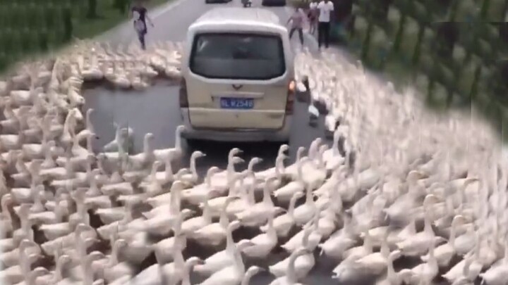 ⚡️Nasi punya gravitasi⚡️