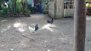 kanowayun semi bantam