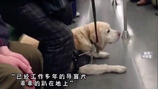 "Please treat guide dogs with kindness. They control their nature and spend their lives warming huma