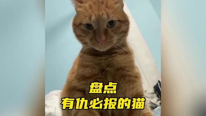 盘点有仇必报的猫咪，猫咪哪有隔夜仇