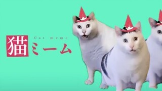 【嘘ミーム x 猫MEME/MAD/中字】这下真的是猫MEME了！（初音ミク）[ピノキオピー]