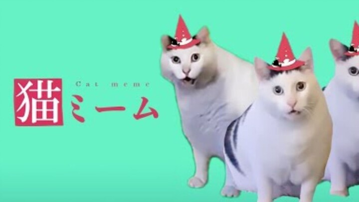 【嘘ミーム x 猫MEME/MAD/中字】这下真的是猫MEME了！（初音ミク）[ピノキオピー]