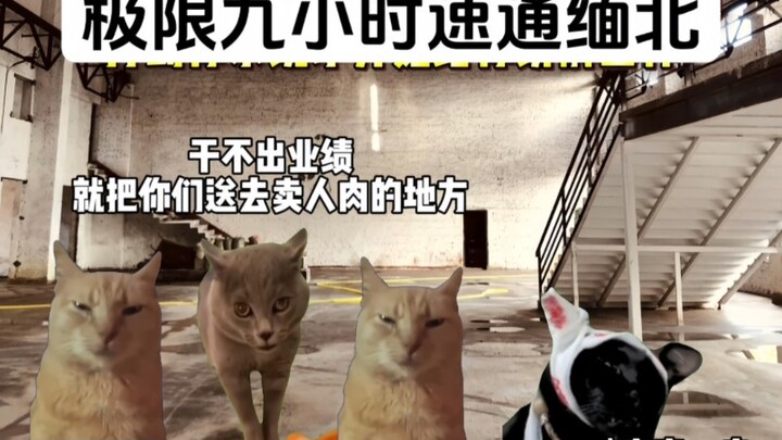 九小时速通缅北战绩可查
