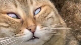 “未 经 猫 苦 ，莫 劝 猫 善”