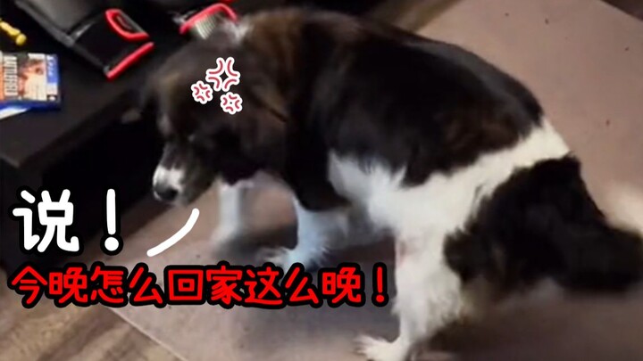 Old Bro accidentally captured the innocent dog next door's heart...