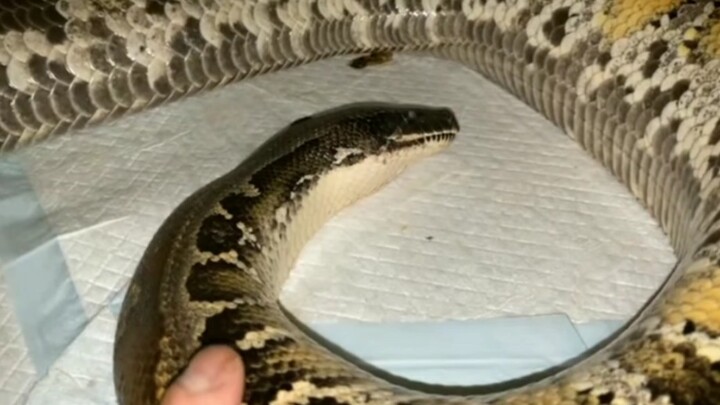 [Animals]My pet Python is an 'Otaku'
