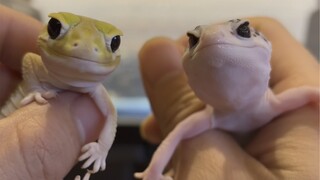 The male and female leads are finally together! 😁