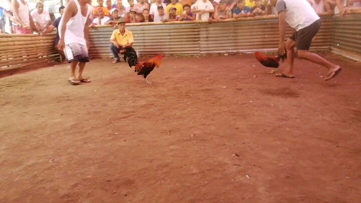 Talo na nanalo pa mahiwaga ang sabong.