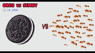 TIMELAPSE: 1000 SEMUT VS OREO