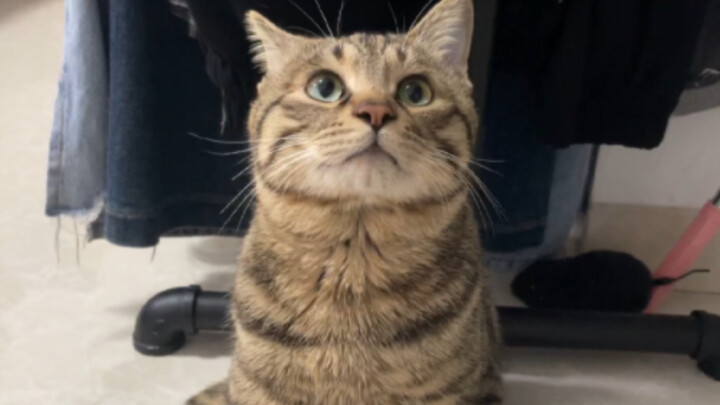 If you catch a paralyzed kitten to urinate, you have to lie and run away, and then you curse while p