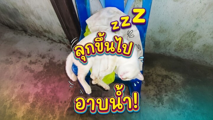 ลุกขึ้นไปอาบน้ำ!#แมวตลก