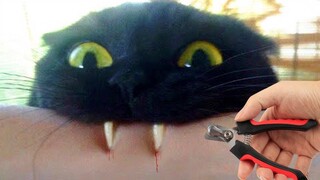 Funniest Cat Videos That Will Make You Laugh #28 - Funny Cats and Dogs Videos