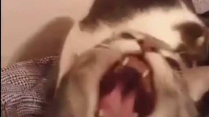 Ini adalah kucing dari Detroit