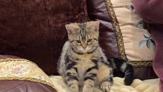 It's hard to imagine how much weight a cat could gain by sneaking food and drinks right under the no