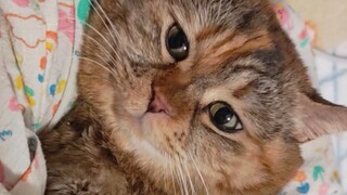 لا تضحك علي وأنا أرقد في حضن أمي، فقد شممت للتو رائحة القدر الشهية.