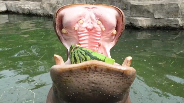 Dangdang is still too young; he can’t even finish half a melon.