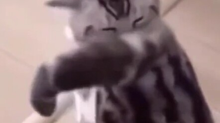 Cat: WDNMD! You’re biting the boss?