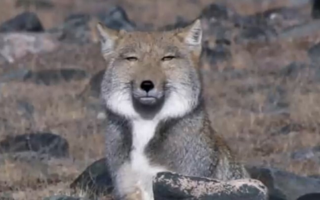 Where Does The Tibetan Fox Sticker Come From