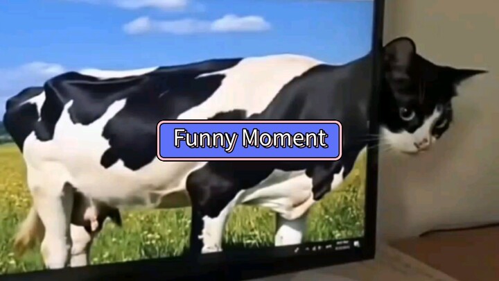 Funny Cat Moments... 🐱