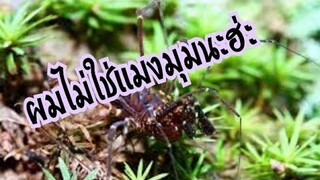 เเล้วมันคือตัวอะไร
