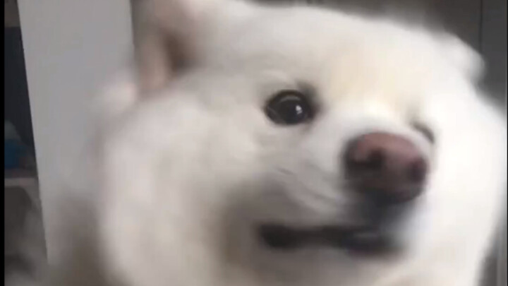 You’ve got to show this to your bald friend!