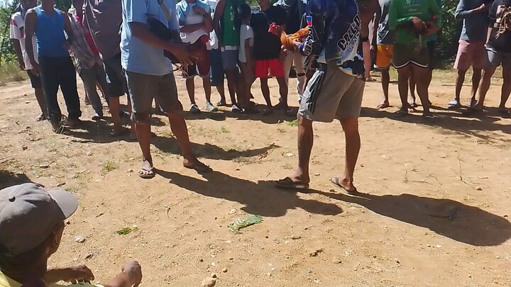 panalo gold kahit d galipad