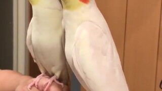 الببغاء الصغير يدندن أغنية "التصفيق من أجل السعادة"، ويغني بشكل جيد للغاية، لكنه لم يحفظ اللحن تمامً