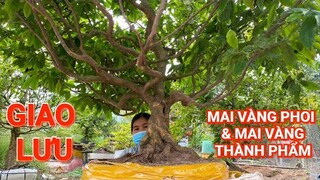 (CHỊ CHI Zalo_#0948434368)#Mai vàng phoi & mai vàng TP GL 27/6/2024 ĐC:Q.Ô Môn, TPCT