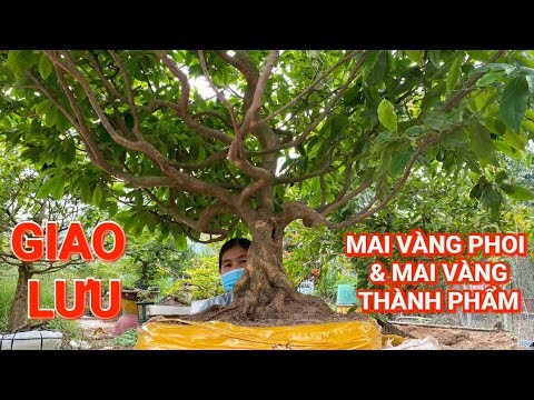 (CHỊ CHI Zalo_#0948434368)#Mai vàng phoi & mai vàng TP GL 27/6/2024 ĐC:Q.Ô Môn, TPCT