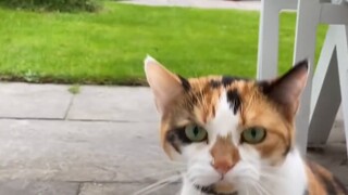 Kucing Calico adalah wanita tercantik di dunia kucing? asli atau palsu?