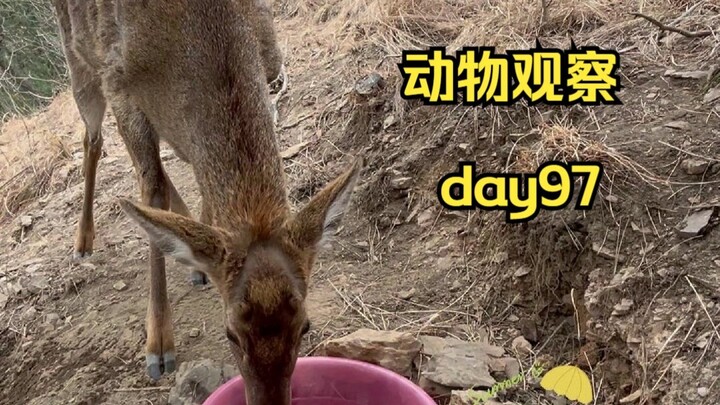 Ngày 97 | Đặt một chậu nước trên núi để động vật có nước uống.