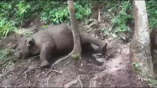 ความน่ารักของเด็กๆ ตี๋น้อยหมูอ้วน จอมซน จอมยุ่ง 🐘🤣|ไร่อ้อมกอดภูเขา|elephant|baby elephant|