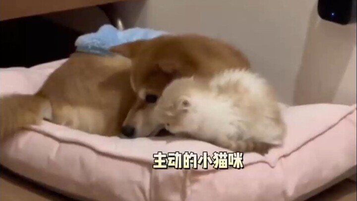 Mèo con mềm mại dạy bạn cách “chinh phục” thổ dân lạnh lùng!