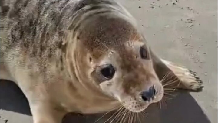 Chú hải cẩu xám Witje không mấy muốn trở về tự nhiên